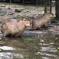 Capybara, Daisy and Patrick200.jpg
